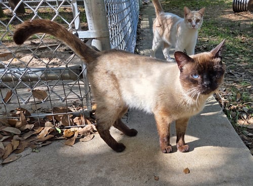 SIMON - Siamese / Domestic Short Hair available for adoption
