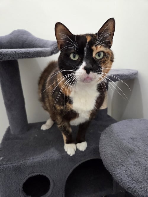 ARI - Calico / Domestic Short Hair available for adoption