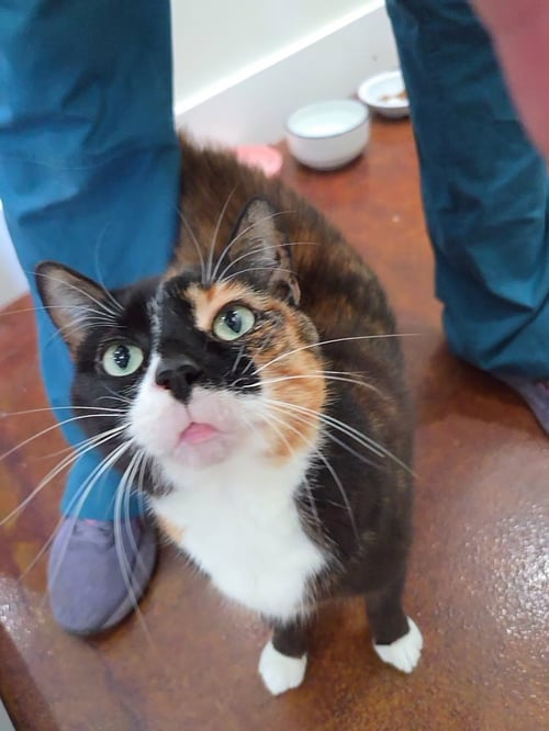 ARI - Calico / Domestic Short Hair available for adoption