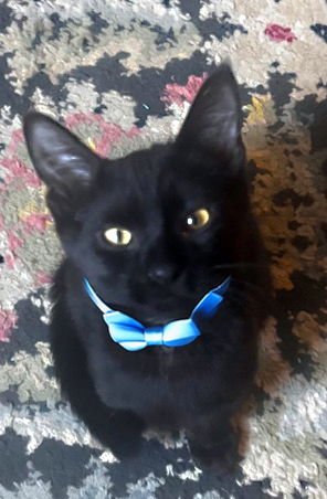 TITAN - Bombay / Domestic Short Hair available for adoption