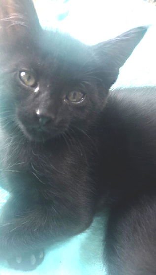 TITAN - Bombay / Domestic Short Hair available for adoption