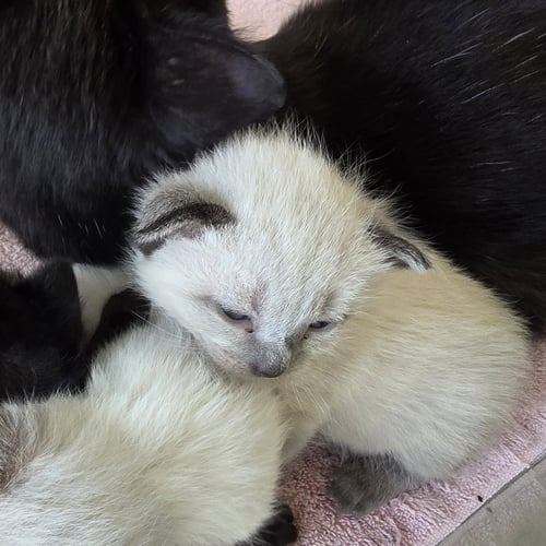 MONROE - Siamese available for adoption