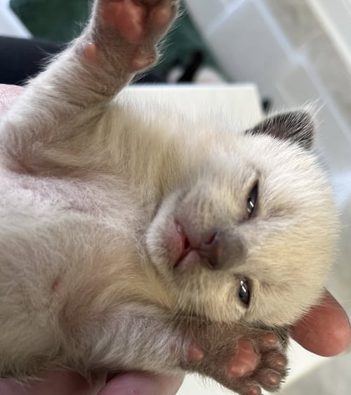 MONROE - Siamese available for adoption