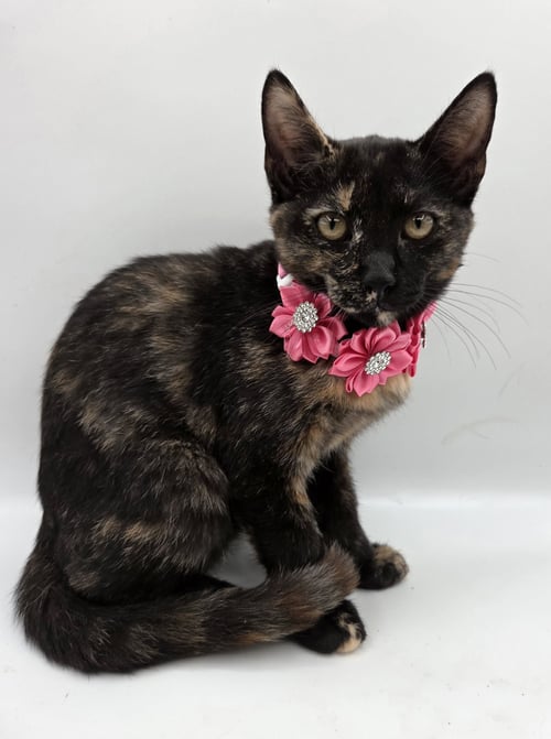 WILLA - Domestic Short Hair / Tortoiseshell available for adoption