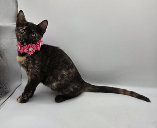 WILLA - Domestic Short Hair / Tortoiseshell available for adoption