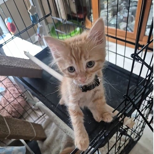 BLAIZE - Tabby / Domestic Short Hair for adoption in Mobile