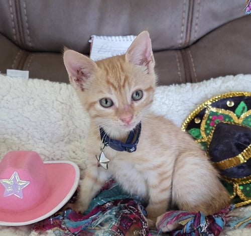 BLAIZE - Tabby / Domestic Short Hair available for adoption