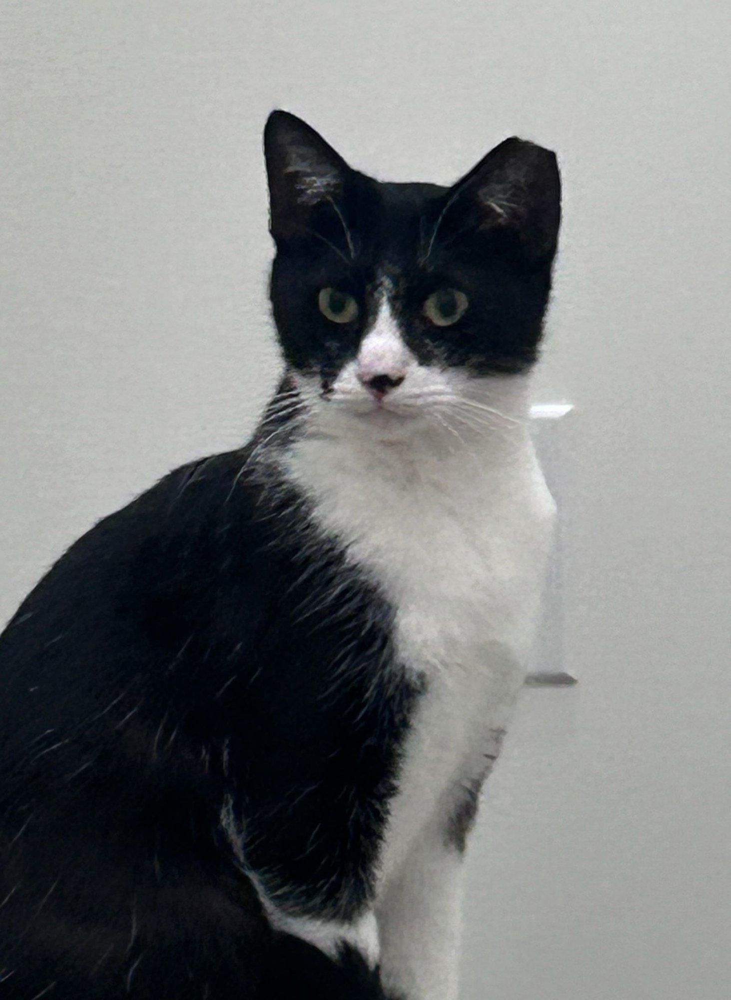 TEE TEE - Tuxedo / Domestic Short Hair available for adoption