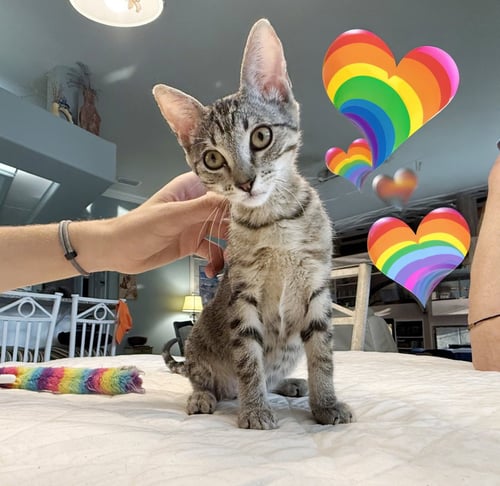 BIRDIE - Tabby / Domestic Short Hair available for adoption