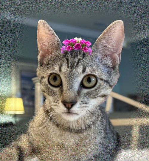 BIRDIE - Tabby / Domestic Short Hair available for adoption