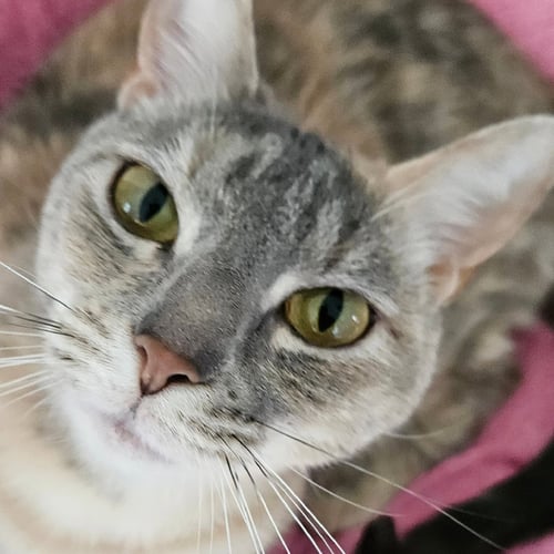 PONGO - Dilute Tortoiseshell / Domestic Short Hair available for adoption
