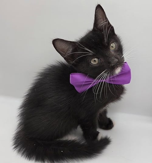 UZI - Domestic Medium Hair / Tuxedo available for adoption