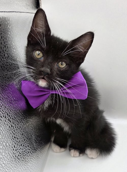 UZI - Domestic Medium Hair / Tuxedo available for adoption