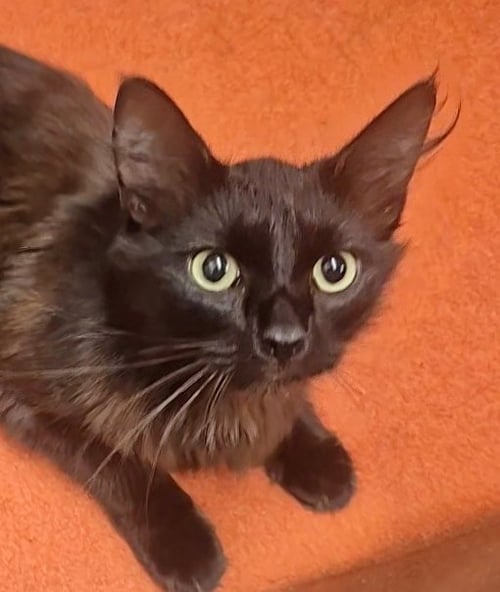 SUKI - Domestic Long Hair / Norwegian Forest Cat available for adoption