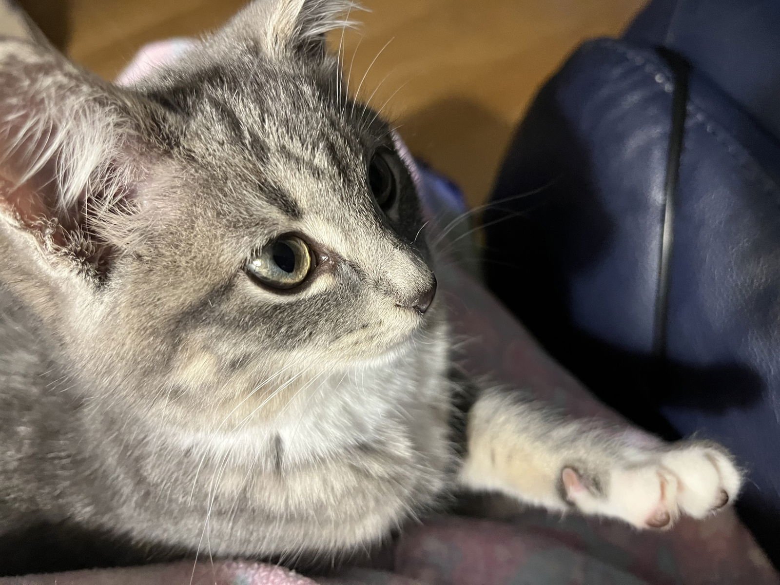 JINNY - Tabby / Domestic Short Hair available for adoption