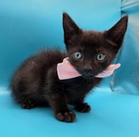 Binx - Photo 2