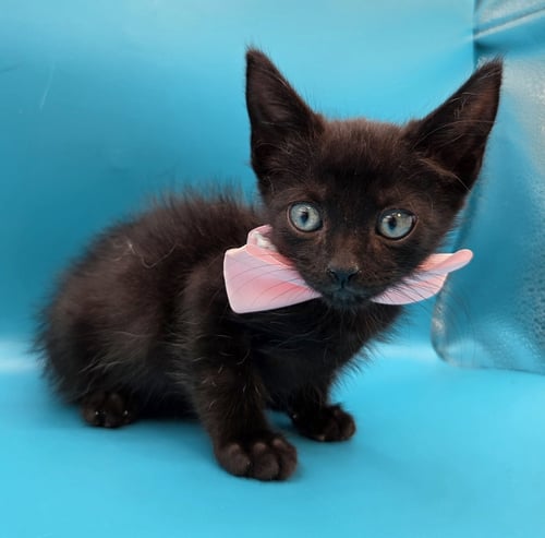 BINX - Domestic Short Hair / Bombay available for adoption