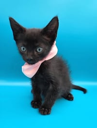 Binx - Photo 3
