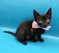 Binx - Photo 4