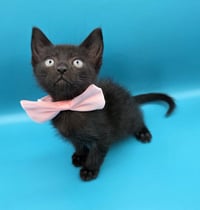 Binx - Photo 5