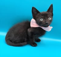 Binx - Photo 6