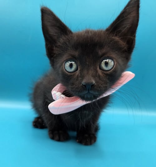 BINX