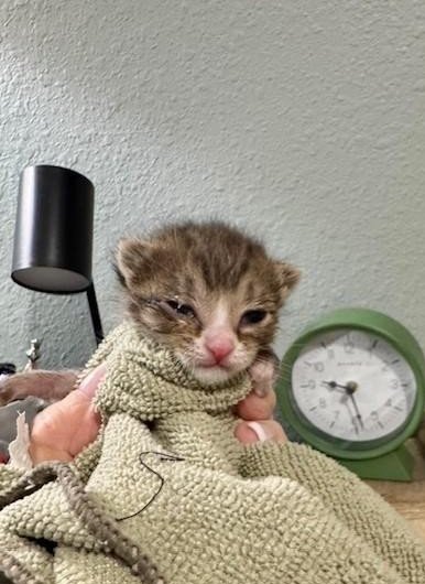BEAR - Tabby / Domestic Short Hair for adoption in Mobile