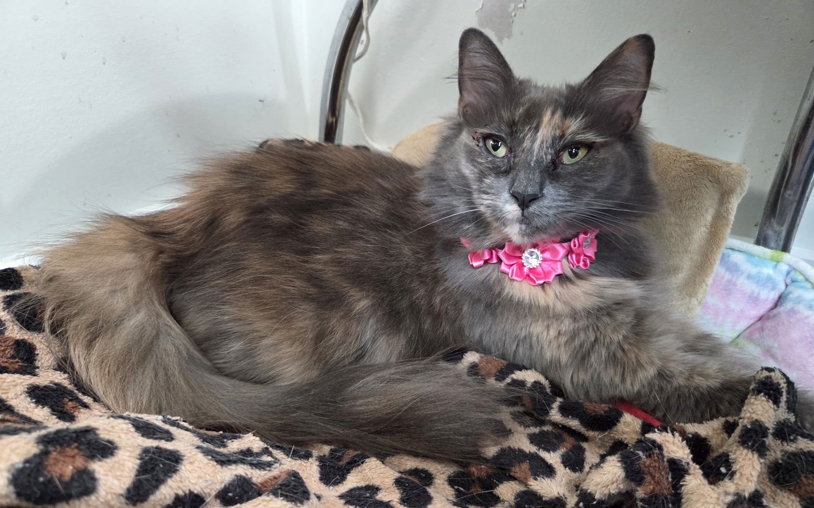 PRINCESS - Domestic Long Hair / Dilute Tortoiseshell available for adoption