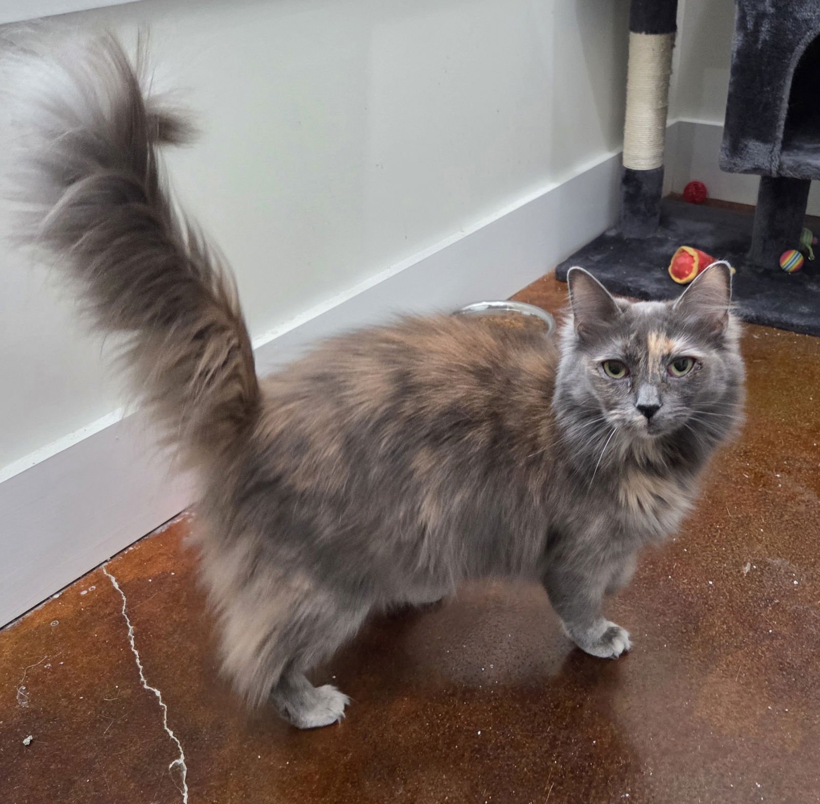 PRINCESS - Domestic Long Hair / Dilute Tortoiseshell available for adoption
