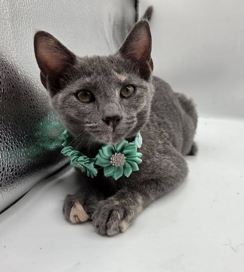 WREN - Domestic Short Hair / Dilute Tortoiseshell available for adoption