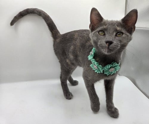 WREN - Domestic Short Hair / Dilute Tortoiseshell available for adoption