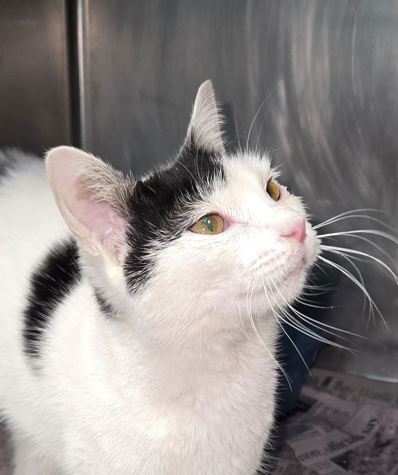 CINDERELLA - Domestic Short Hair / Turkish Van available for adoption