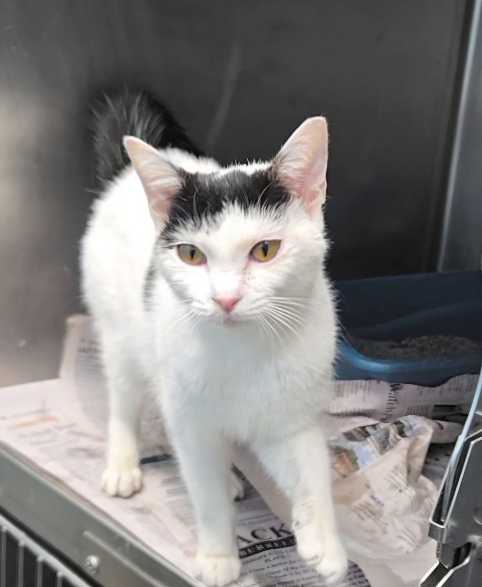 CINDERELLA - Domestic Short Hair / Turkish Van available for adoption