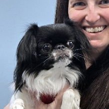 DOLCE - Japanese Chin available for adoption