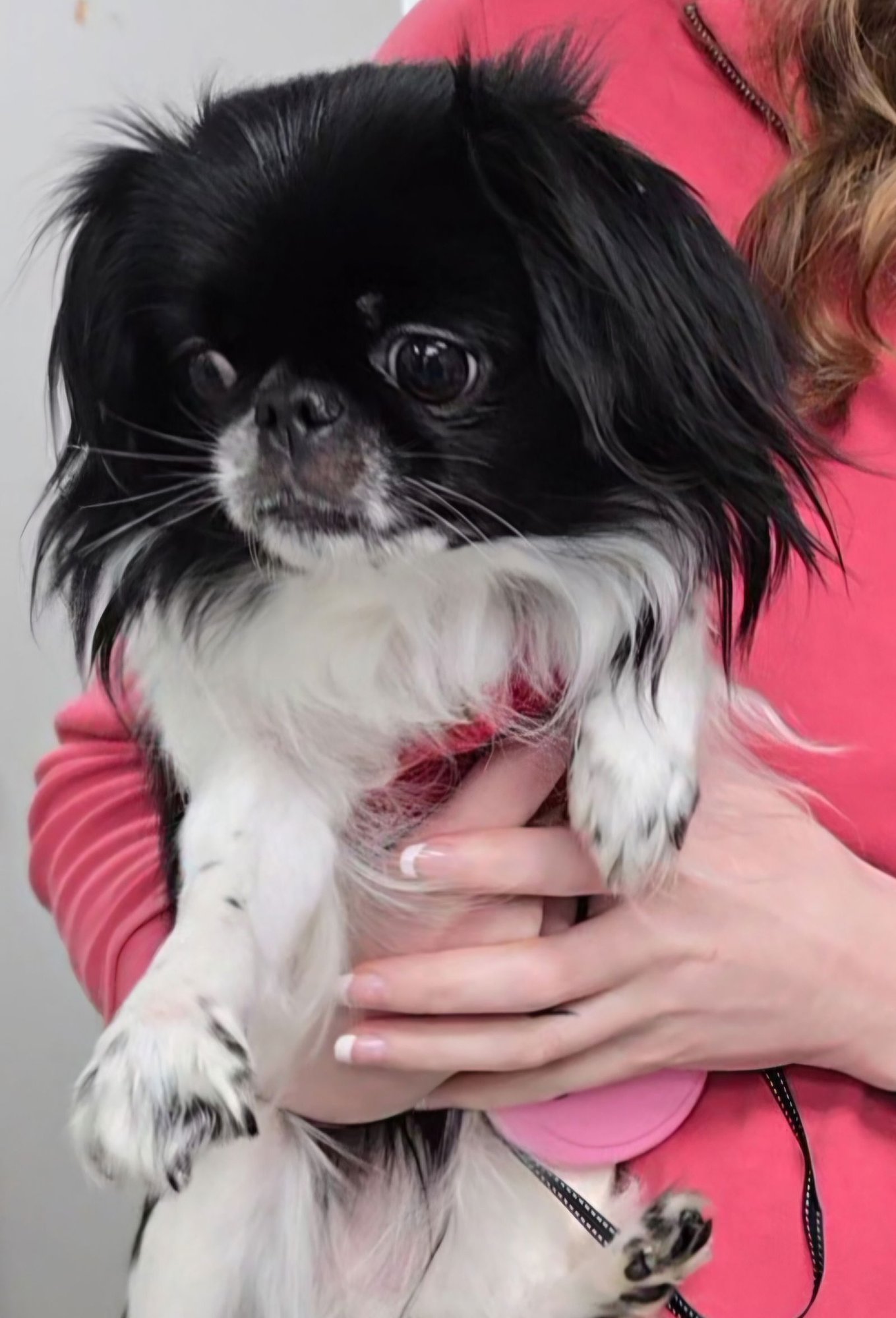 DOLCE - Japanese Chin available for adoption