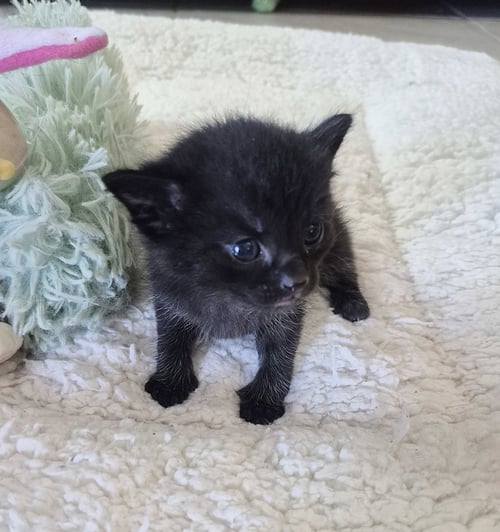 LUELLA - Manx / Domestic Medium Hair for adoption in Mobile