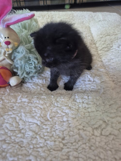 LUELLA - Manx / Domestic Medium Hair available for adoption