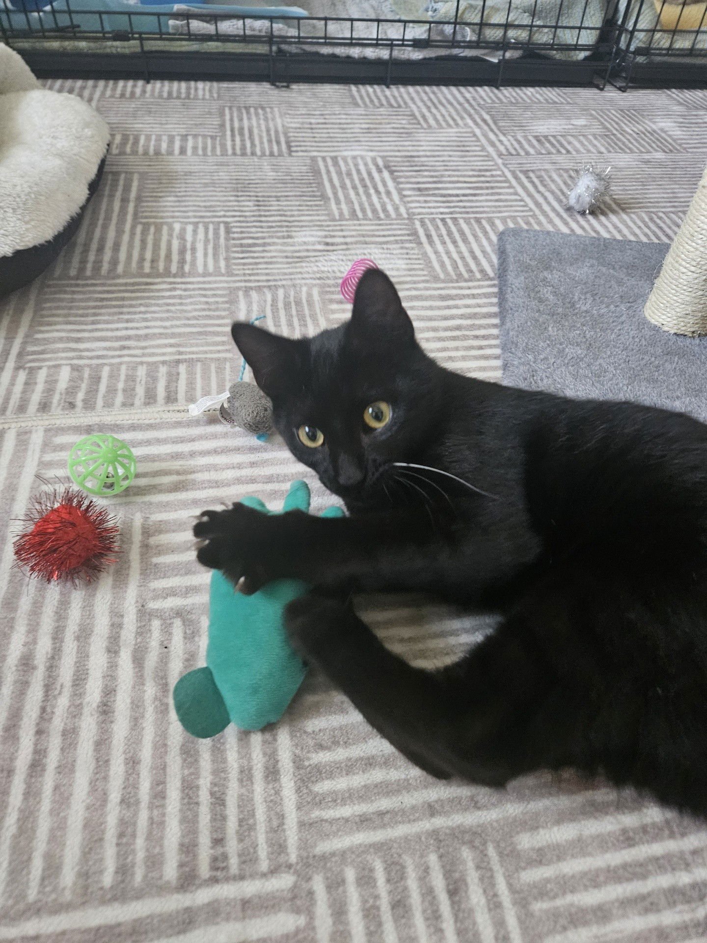 LARRY THE LOVER - Domestic Short Hair / Bombay available for adoption