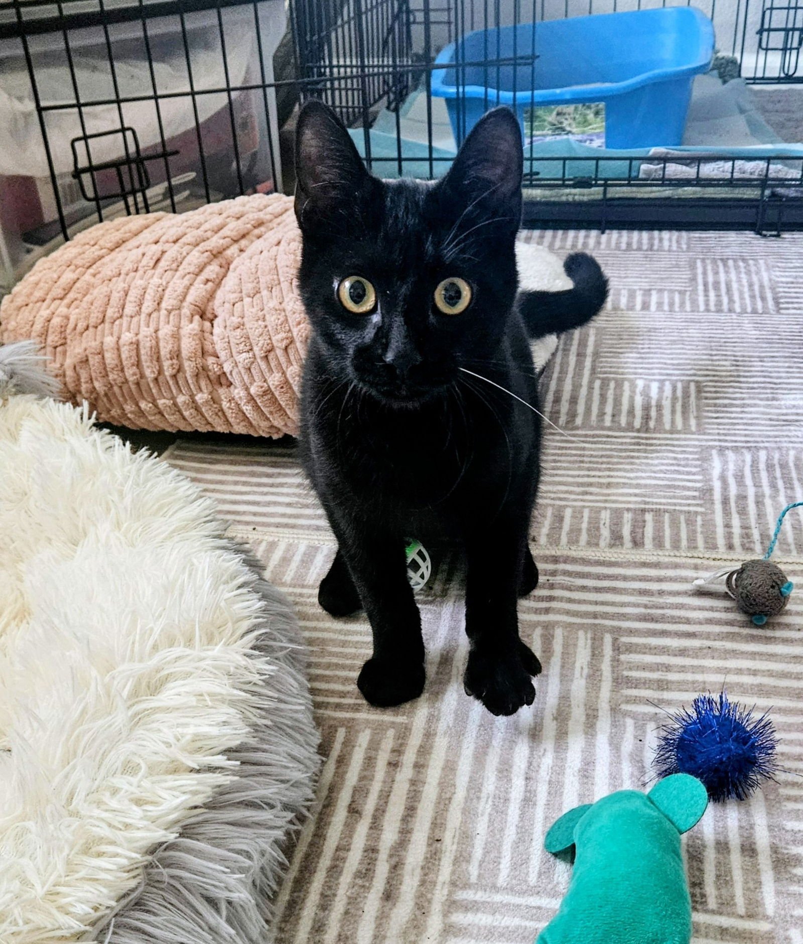 LARRY THE LOVER - Domestic Short Hair / Bombay available for adoption