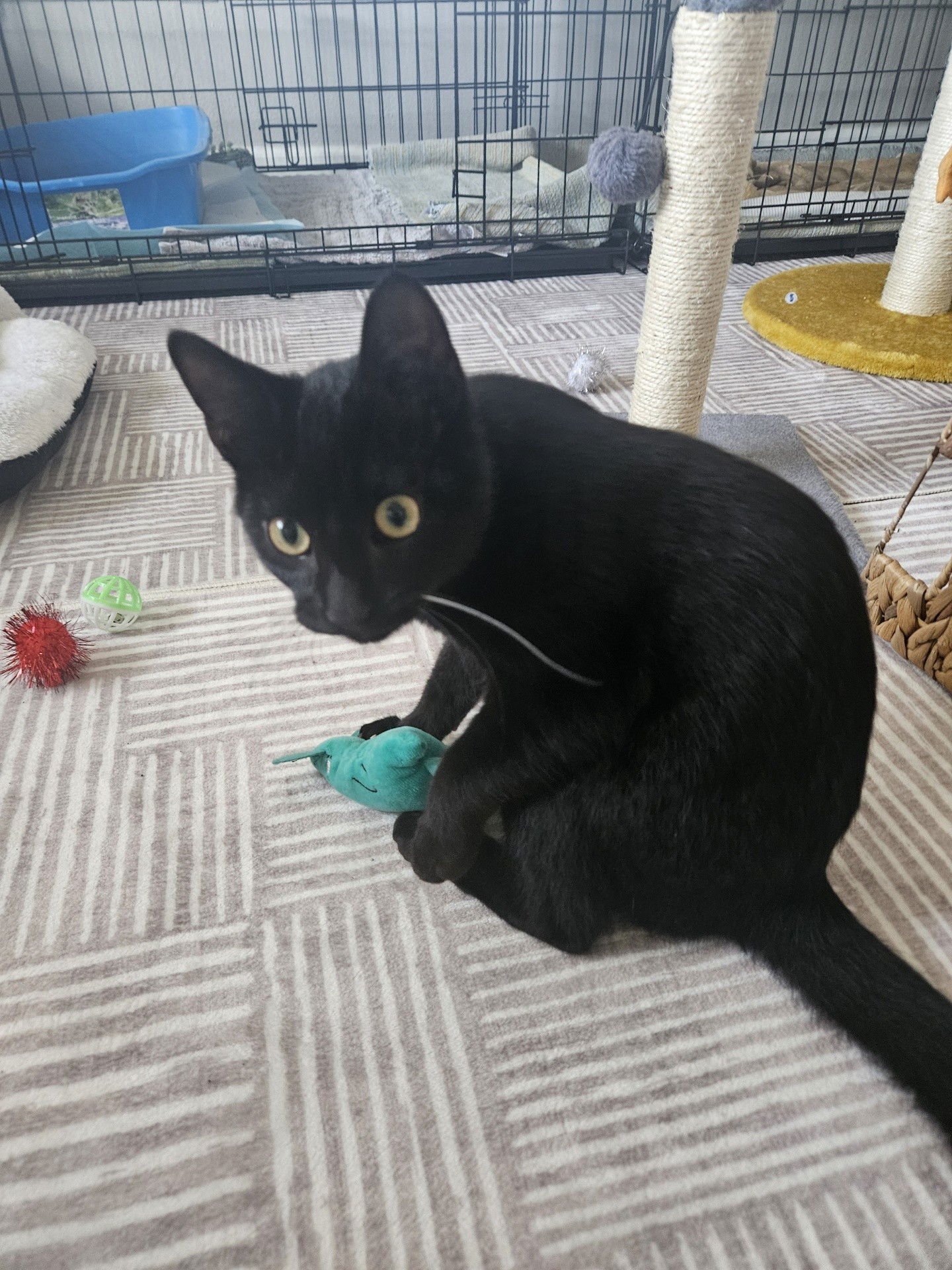 Larry the Lover - Photo 3