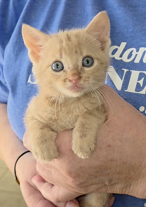 KANSAS - Tabby / Domestic Short Hair available for adoption