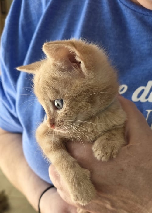 KANSAS - Tabby / Domestic Short Hair available for adoption