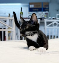 Precious - Photo 2
