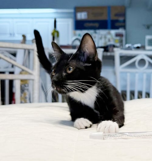 PRECIOUS - Tuxedo available for adoption