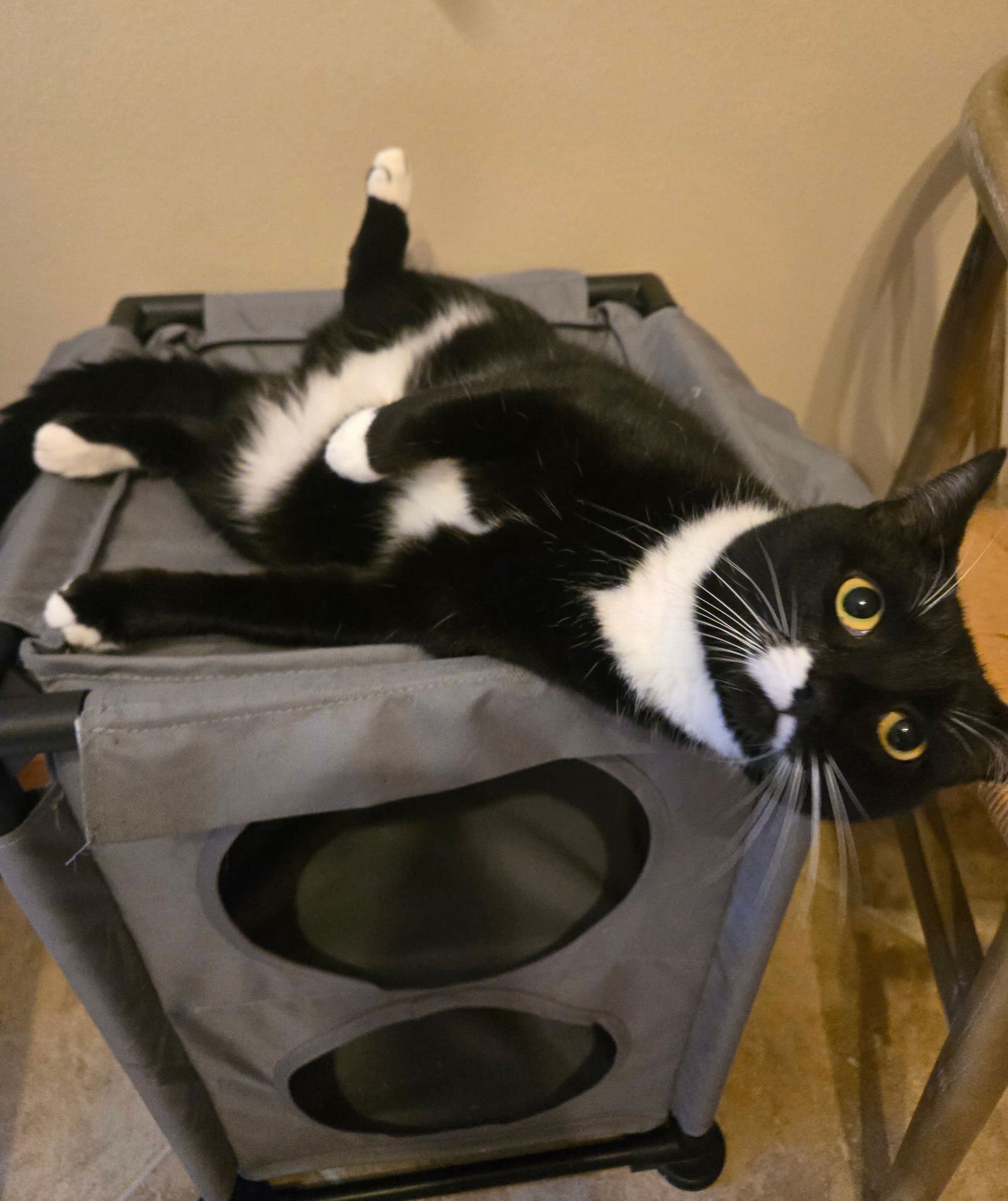 FOXY - Domestic Short Hair / Tuxedo available for adoption