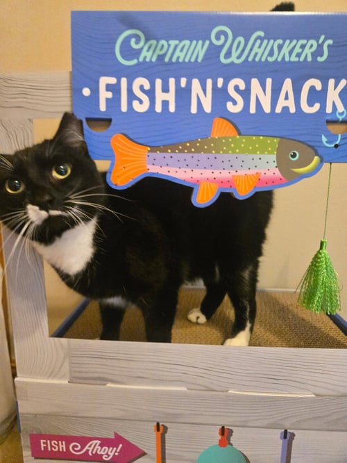 FOXY - Domestic Short Hair / Tuxedo available for adoption