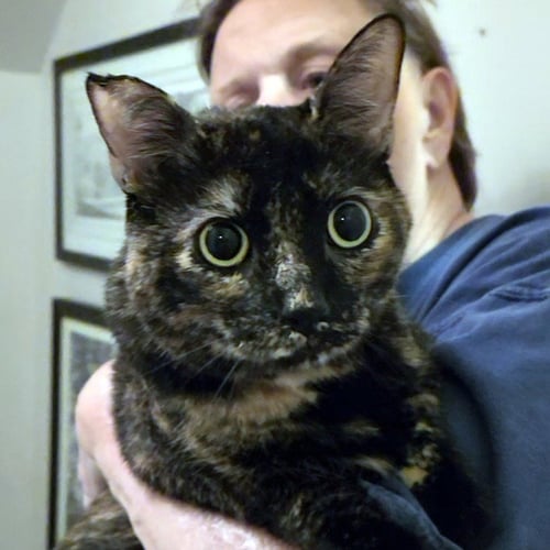 FOX - Tortoiseshell / Domestic Short Hair available for adoption