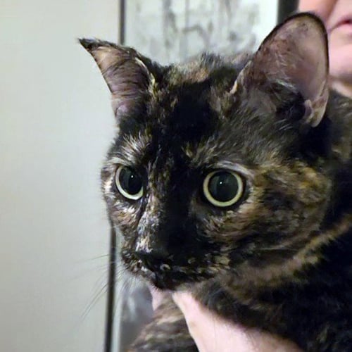 FOX - Tortoiseshell / Domestic Short Hair available for adoption