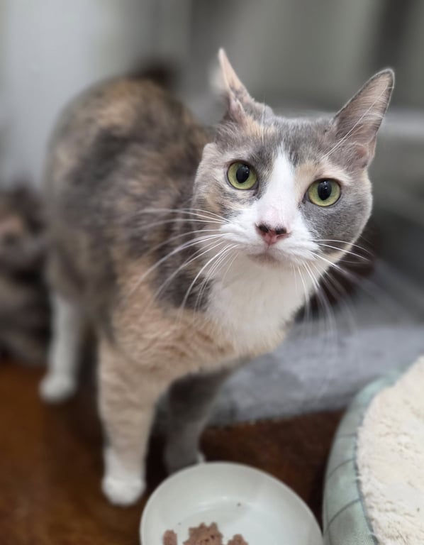 Whitey (Bonded to Pita) Image