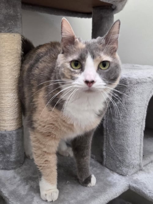 WHITEY (BONDED TO PITA) - Domestic Short Hair / Calico available for adoption